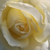 Fehér - Teahibrid rózsa - Erény